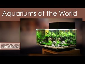 Aquarium DVD - Aquariums Of The World With 12 Fish Tanks In HD