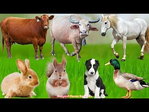 Beautiful Farm Animals: Duck, Cow, Horse, Sheep, Goat, Pig, Chicken | Animal Sounds