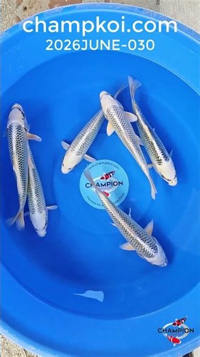 Omosako Gin Matsuba | ChampKoi.com