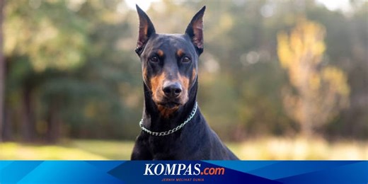 7 Rekomendasi Ras Anjing Penjaga Terbaik, Cocok Dipelihara untuk Mengamankan Rumah