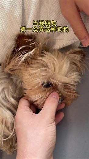 所有养中小型犬的家长流眼泪的泪痕多的可以看看！ 分享给大家#约克夏 #狗狗泪痕 #养狗经验分享 #科学养宠攻略 #新手养狗