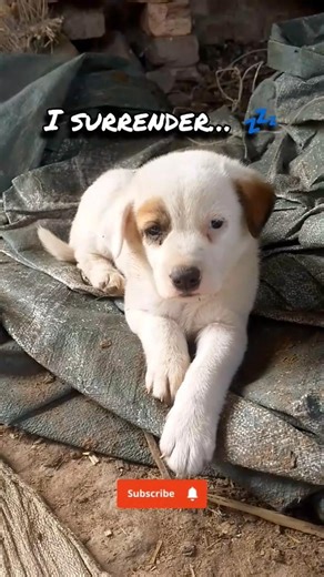 This Puppy Needs a Nap After That Battle💔