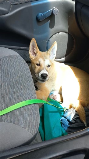 💞 Aww my Birrani's very first howl, back in 2021. Too cute or what. 🤗 He remains a talkative boy. I will clear up a MYTH that Dingoes don't bark. FACT is they can and do. It's not like a domestic dog's bark, but more of a snuff bark and like a sneeze. A lot sharper too. They will to warn others of danger or if they feel threatened. 🐾🐾😎 | Aussie Canis dingo DAY