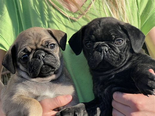 Pug Puppies! Snuggily puggilies raised with Snorts, Snacks, and a Lot of Heart | Dogs | KSL Classifieds