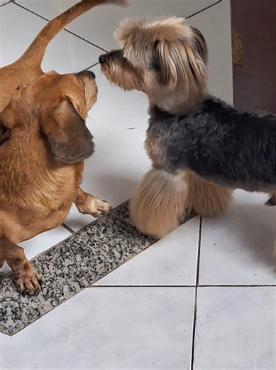 #dogsoftiktok #tiktok #dog #salcicha_dog #dogsofttiktok