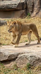 When Zoo Animals Outsmart Security 😳