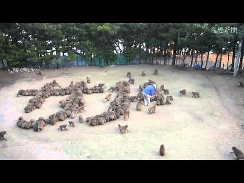 淡路島モンキーセンター「猿文字」