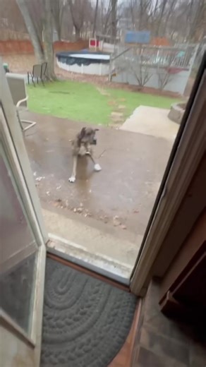 Running Dogs: Hilarious Moments of Canine Playfulness