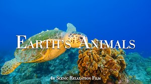 Animaux marins des océans – Capturés en 4K