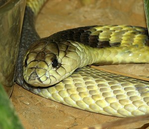 Asp Snake - Learn About Nature