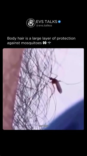 This Is Why Body Hair Protects You from Mosquitoes 🦟😳 | Nature’s Hidden Defense Mechanism 🔥