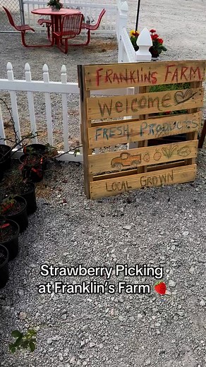Berries in the Boro festival - Saturday and Sunday 3/29 & 3/30 at Franklin Farms, 10610 Hwy 301 S., Statesboro, GA. U-pick strawberries, food trucks, hay rides, food trucks & more. #Franklinfarms @franklinfarms | Grice Connect
