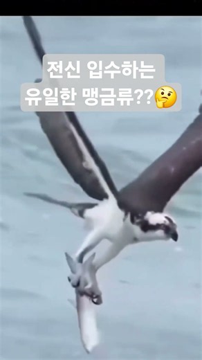 😱 하늘의 사냥꾼… 물속까지 뛰어든다? 유일한 맹금류의 사냥법#동물 #맹금류 #물수리 #사냥 #희귀동물 #야생동물 #자연 #신기한동물 #해외영상 #실화 #Shorts #릴스