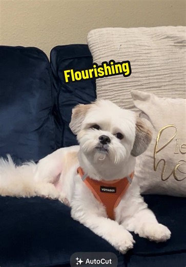 Dog Flourishes Under Grandma's Treat Distribution