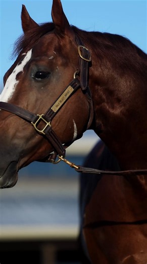 Shotty is home. And he can’t wait to meet 𝙮𝙤𝙪. - LBR Hangem - LTE $309,420 '20 𝘴𝘰𝘳𝘳𝘦𝘭 𝘴𝘵𝘢𝘭𝘭𝘪𝘰𝘯, 𝘋𝘶𝘢𝘭 𝘙𝘦𝘺𝘪𝘴𝘩 𝘹 𝘏𝘢𝘯𝘨𝘦𝘮 𝘏𝘪𝘨𝘩 𝘗𝘦𝘱, 𝘏𝘪𝘤𝘬𝘰𝘳𝘺𝘴 𝘐𝘯𝘥𝘪𝘢𝘯 𝘗𝘦𝘱 𝟮𝟬𝟮𝟲 𝗕𝗿𝗲𝗲𝗱𝗶𝗻𝗴 𝗖𝗼𝗻𝘁𝗿𝗮𝗰𝘁𝘀 https://www.lbrhangem.com/ Give our stallion office a call for more info! 903-436-6615 #TheOutcrossOfTheFuture | LBR Hangem 'Shotty'