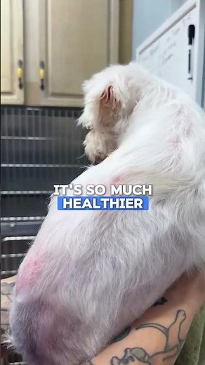 Why Treating Fleas Isn’t Enough Without Skin Care