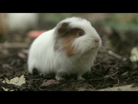 Introducing Guinea Pigs To Each Other