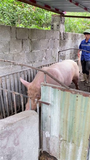 How Much Does This Pig Weigh? 😳🐷