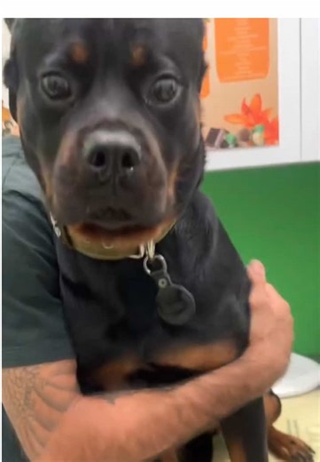 Dogs are afraid of doctors#dog #dogs #fyp #dogsoftiktok #doglover | dog