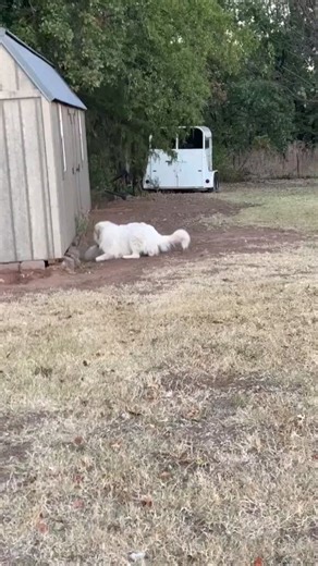 Hilltop Great Pyrenees on Reels