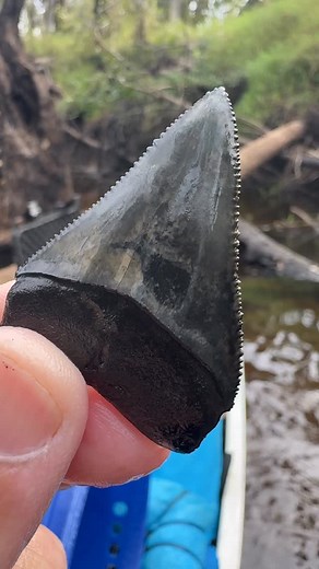 Bucket list find! 🦈 Pulled this fossilized Great White shark tooth from a Florida river — one of my all-time favorite discoveries! 🌊💪. Epic adventure with @epicfossils #GreatWhiteTooth #FossilHunter #FloridaFossils #SharkToothDive #MegalodonTooth #FossilHuntingFlorida #EveryDayImShoveling | Every Day I'm Shoveling