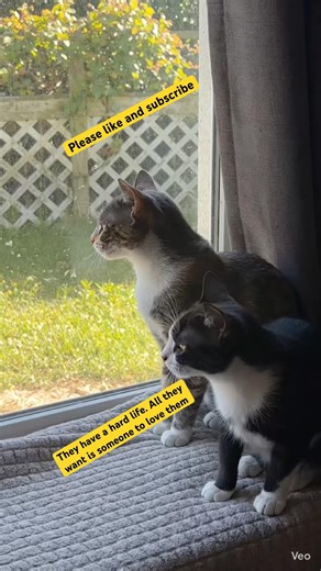 They already have a rough life and yet they’ll still love you. #cats #stray #kitten