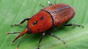 Israeli scientists find way to detect weevil infestations with AI, Google | The Jerusalem Post