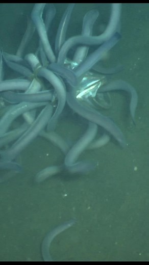 Celebrate Happy Hagfish Day with Our Favorite Slime Buckets!