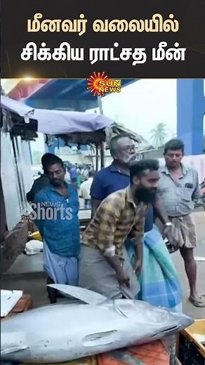 Giant Fish | Fisherman | Pamban | Latest News | Fishing | Sun News
