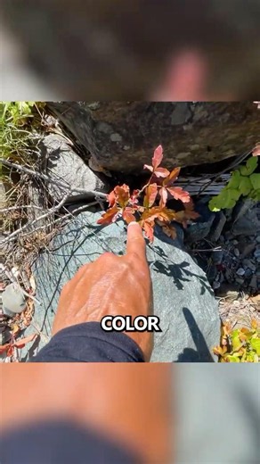 ⚠️DO NOT TOUCH..... #survivaltips #outdoors #shorts