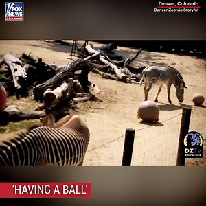 129K views · 2.2K reactions | Zebras were having a ball at a birthday party for 25-year-old, Zinfandel, at the Denver Zoo. | Fox News | Facebook