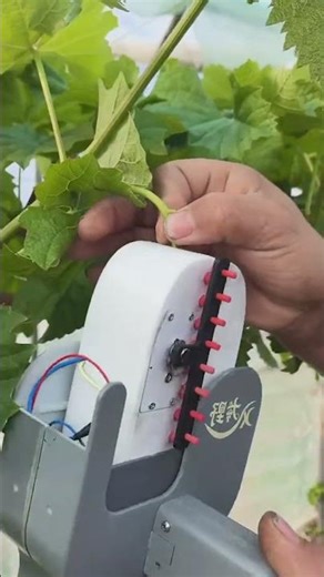 Thin Grape Clusters at an Early Stage — The Result Is Guaranteed
