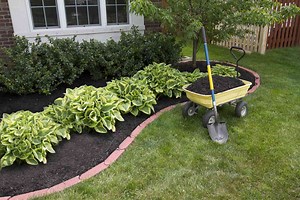 The Best Time To Plant Hostas For Bigger, Healthier Plants
