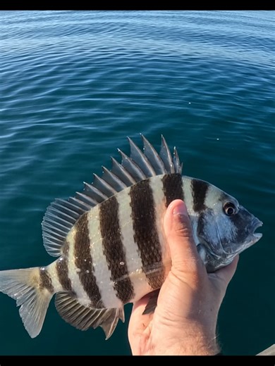 Exciting Nearshore Fishing Adventure in Charleston, SC