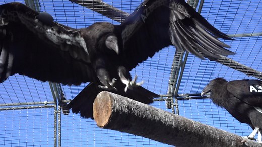 2K views · 203 reactions | The Northern California Condor Restoration Program's condors are adjusting well after the trip from the Ventana Wildlife Society's flight pen. If you would like to view these amazing birds, check out the Yurok Condor Cam - https://www.yuroktribe.org/yurok-condor-live-feed The Northern California Condor Restoration Program is a collaboration between the Yurok Tribe and Redwood National and State Parks (NPS) | Yurok Tribe | Facebook