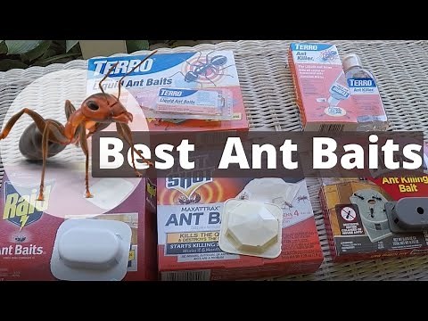 Best Ant Baits - How to Get Rid of Ants with Terro or Amdro