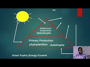 APES Topic 1.9, Trophic Levels