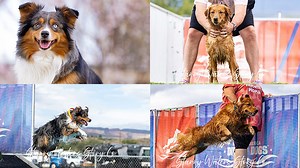 Local dogs representing Western Colorado in dock diving competition