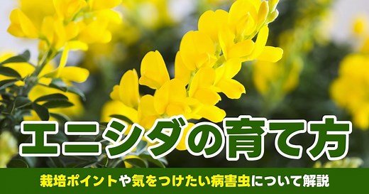 エニシダの育て方｜花言葉はどんな意味？ 剪定や鉢植えのコツも解説 | となりのカインズさん