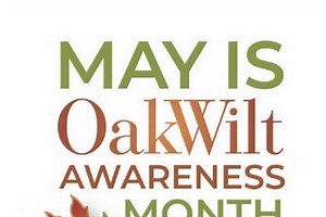Oak Wilt Awareness Month in Michigan