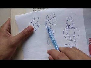 Guyton chapter 20 part 2