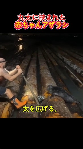 丸太に挟まれた子アザラシを救った結末 #動物救助 #感動 #癒し #野生動物 #ショート