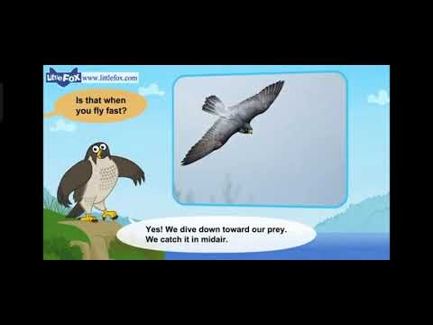 Meet the Animals: Peregrine Falcon vs Goshawk