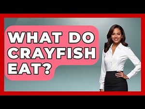 What Do Crayfish Eat? - Chasing Big Fish