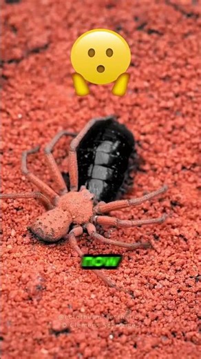 This Spider Was Hiding in the Sand… But What It Did Next Will SHOCK You 😳🕷️