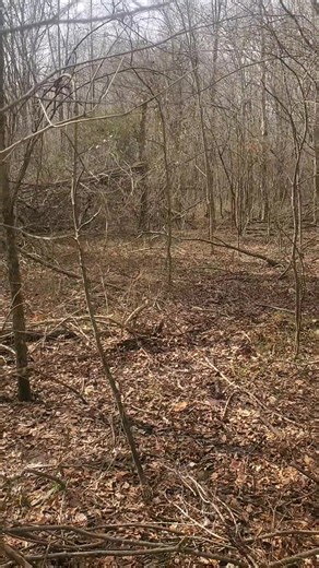 Swamp Rabbit moving out they're eager about it #rabbitdogs #guidedrabbithunts | Catron's Kennel