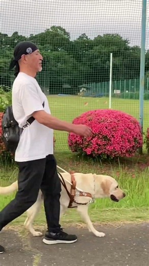 Continuing from the guide dog "Nice to meet you" meeting ~#EyeMate #GuideDog #Work #Walk #Accessi...