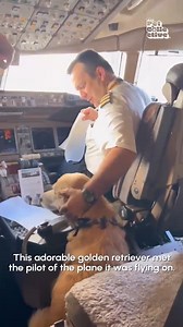 143K views · 2.8K reactions | The paw-fect co-pilot! ‍✈️✈️ | Try Not to Laugh | Facebook