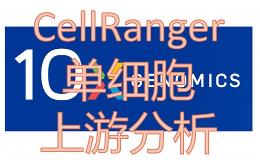 20. 手把手教学CellRanger，单细胞上游分析，单细胞数据分析