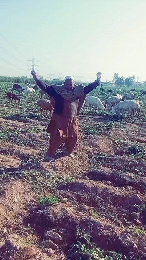 Traditional Farming Practices with Sheep in Rural Setting